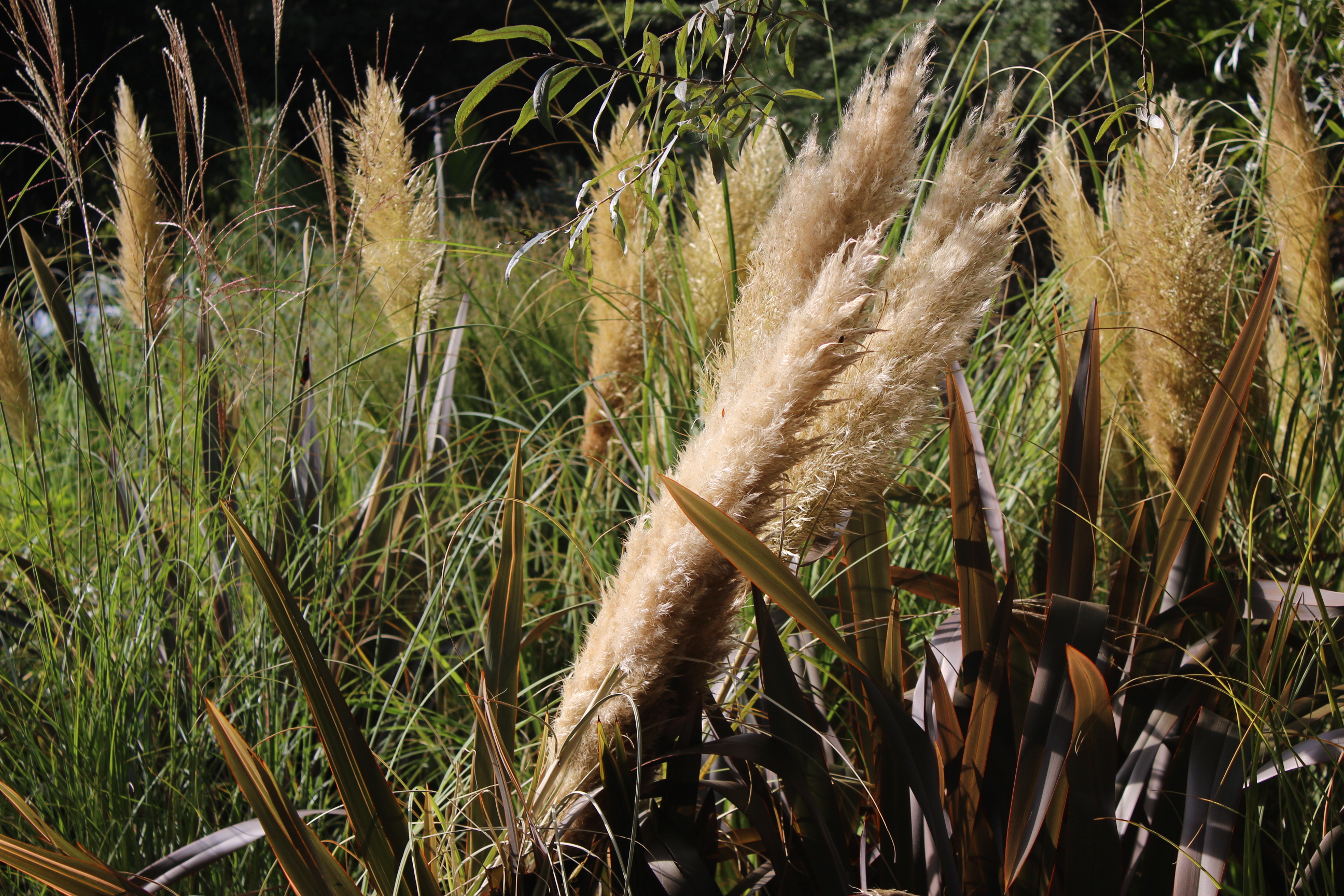 Cortaderia-pum Kompaktes Pampasgras Pumila, Cortaderia selloana Pumila