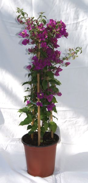 bougonvillea_glabra_pyramide Bougainvillea glabra - Drillingsblume