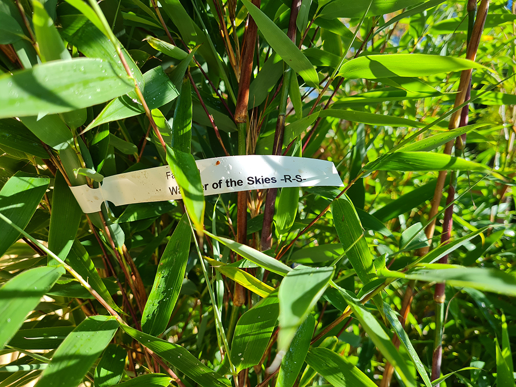 watcher4 Fargesia Watcher of the Skies