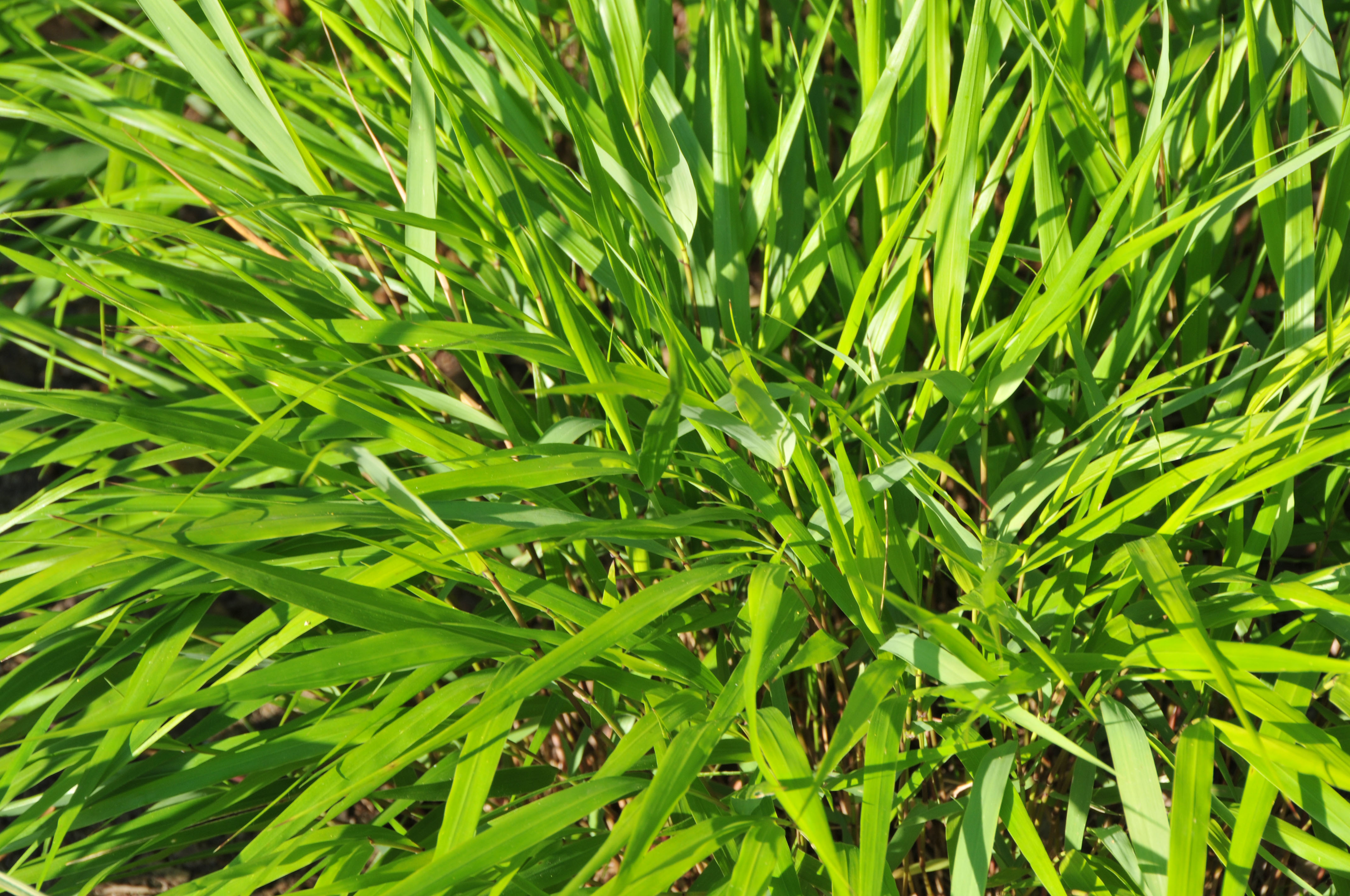 hmmgreenhills1 Japangras, Hakonechloa macra in Sorten