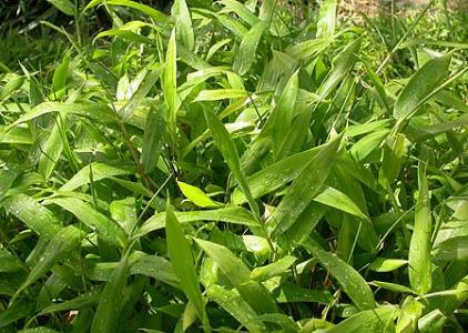 pleioblastus_viridistriatus_f-_vagans Zwergbambus Pleioblastus viridistriatus Vagans