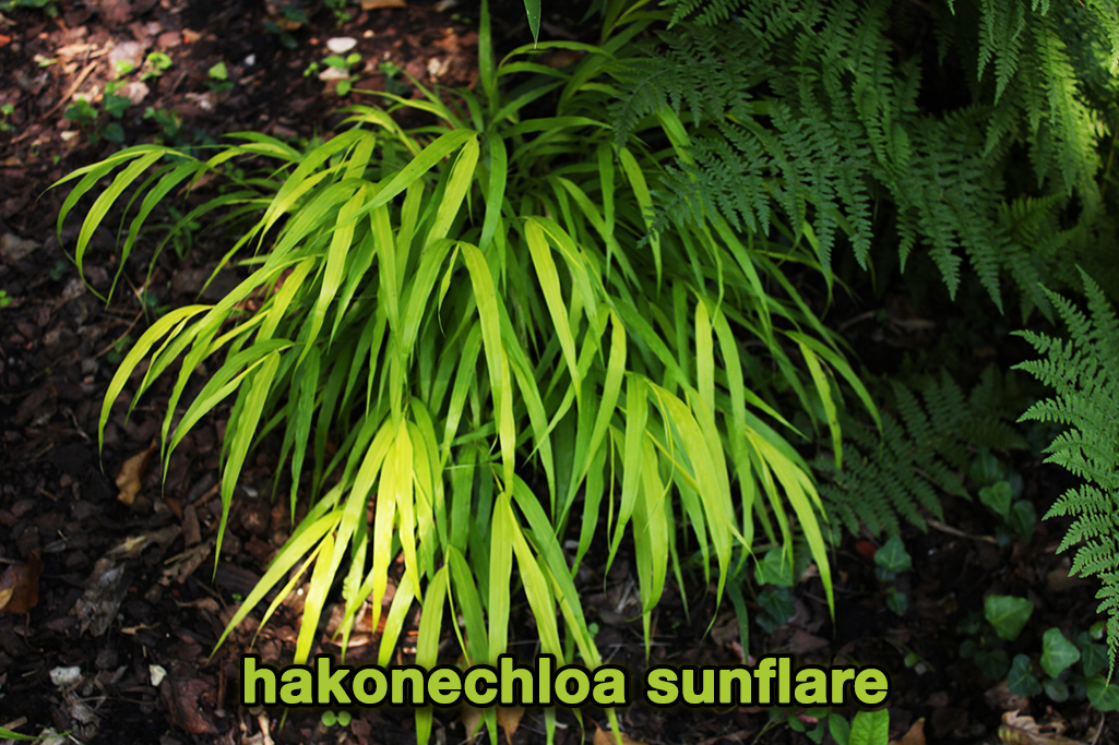 7-hakonechloa-sunflair Japangras, Hakonechloa macra in Sorten