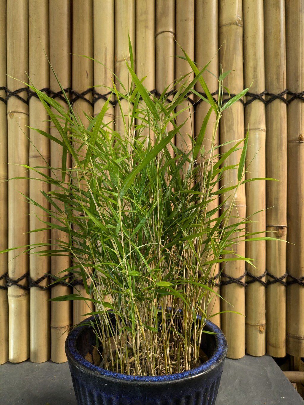 Pleioblastus-linecris Zwergbambus, Pleioblastus linearis