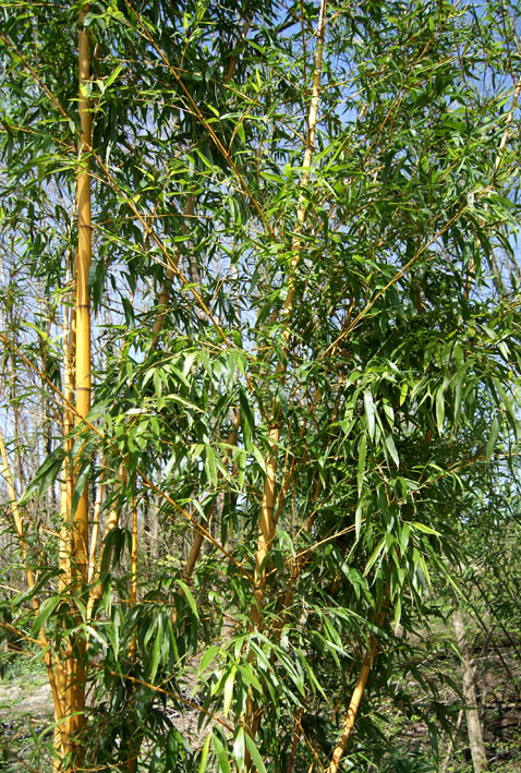 phyllostachys-vivax-aureocaulis-bambuswald-5 Zauber Bambus, Phyllostachys vivax Aureocaulis