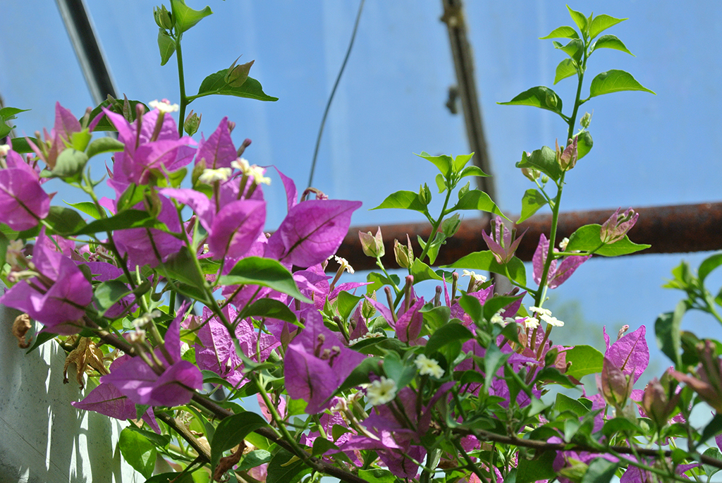 Bougainvilea-Lila Bougainvillea glabra - Drillingsblume