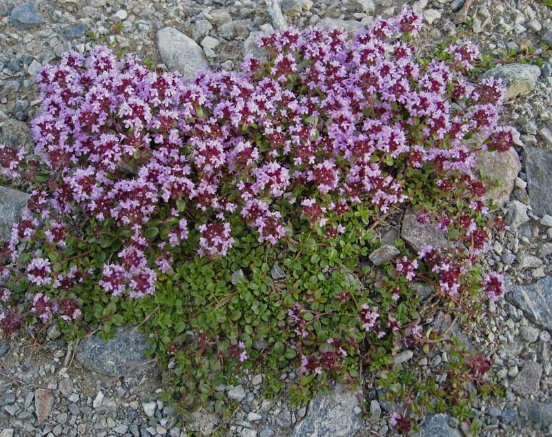 thymus-serphyllum-bambuswald2 Thymus serpyllum - Bodendecker Thymian
