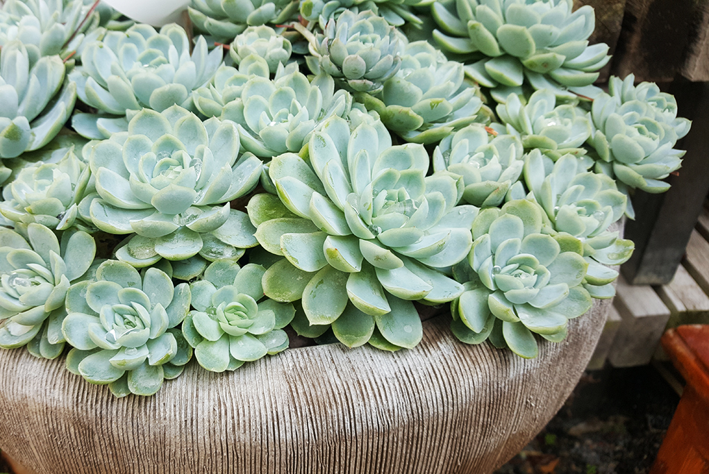 elegans-3 Echeveria, Fettblattrosette in 2 Sorten