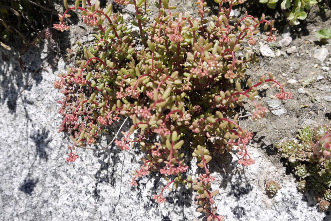 Schleiersedum, Sedum album murale