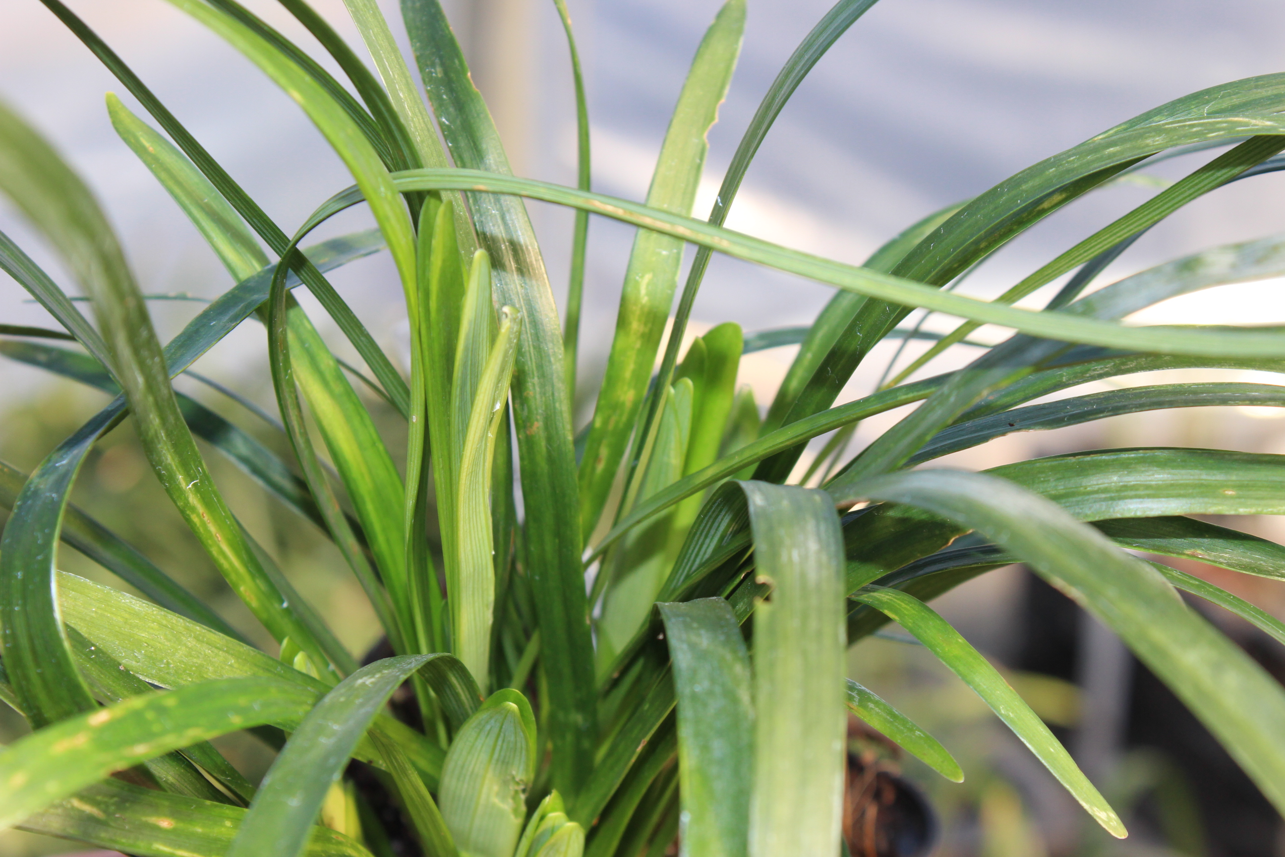 IMG_8871 Glöckchentraube - Liriope muscari Monroe White