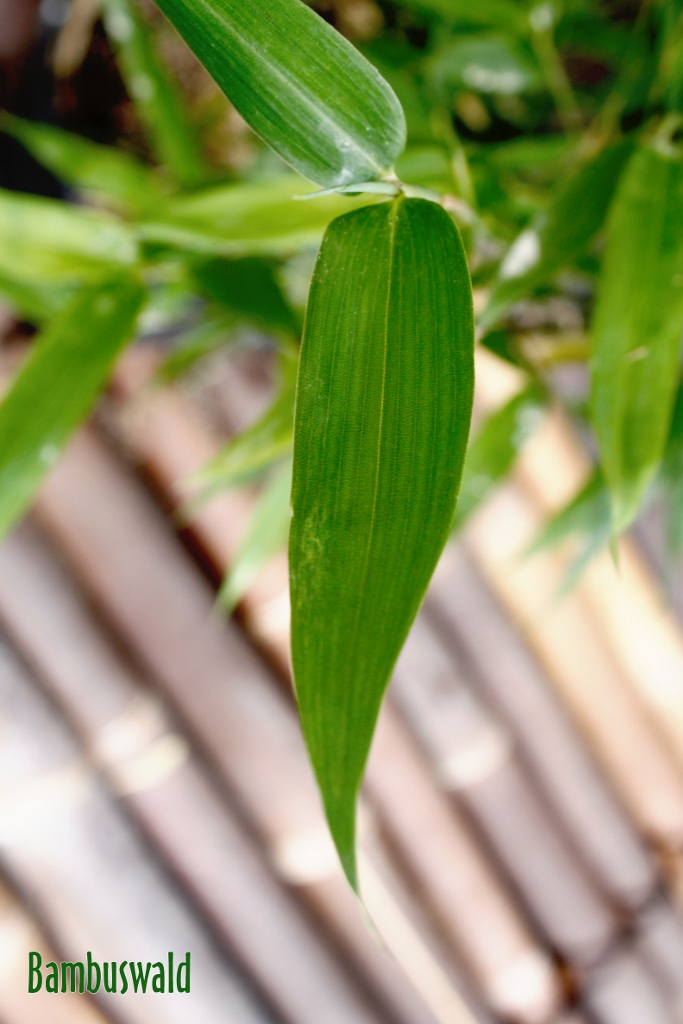 Phyllostachis-Bissethi-Leave-683x1024 Grüner Bambus, Phyllostachys bissetii