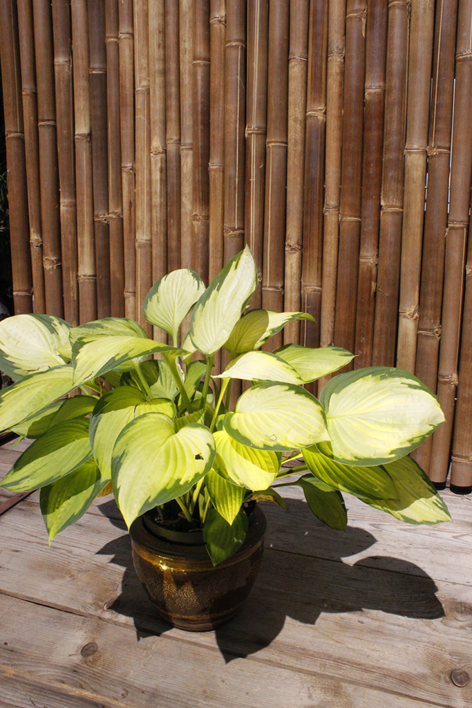Gelbgruen_MG_0002 Gelbgrüne Funkie, Hosta x fortunei Gold Standard