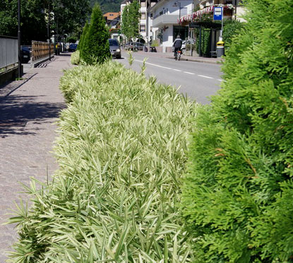 pleioplastus-fortunei-variegatus-begleitgrn Zwergbambus Pleioblastus fortunei Variegata