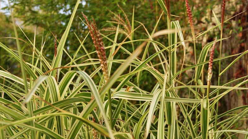 miscanthus-variegata_bambuswald Weißbuntes Chinaschilf, Miscanthus sinensis Variegatus