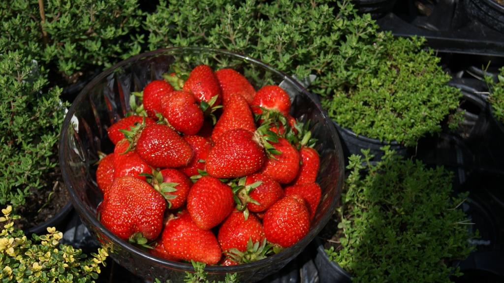 dsc02752 Erdbeere, Fragaria x ananassa Senga Sengana