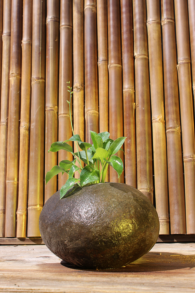 IMG_0023 Blaugrüne Zwergfunkie, Hosta tokudama Blue Cadet