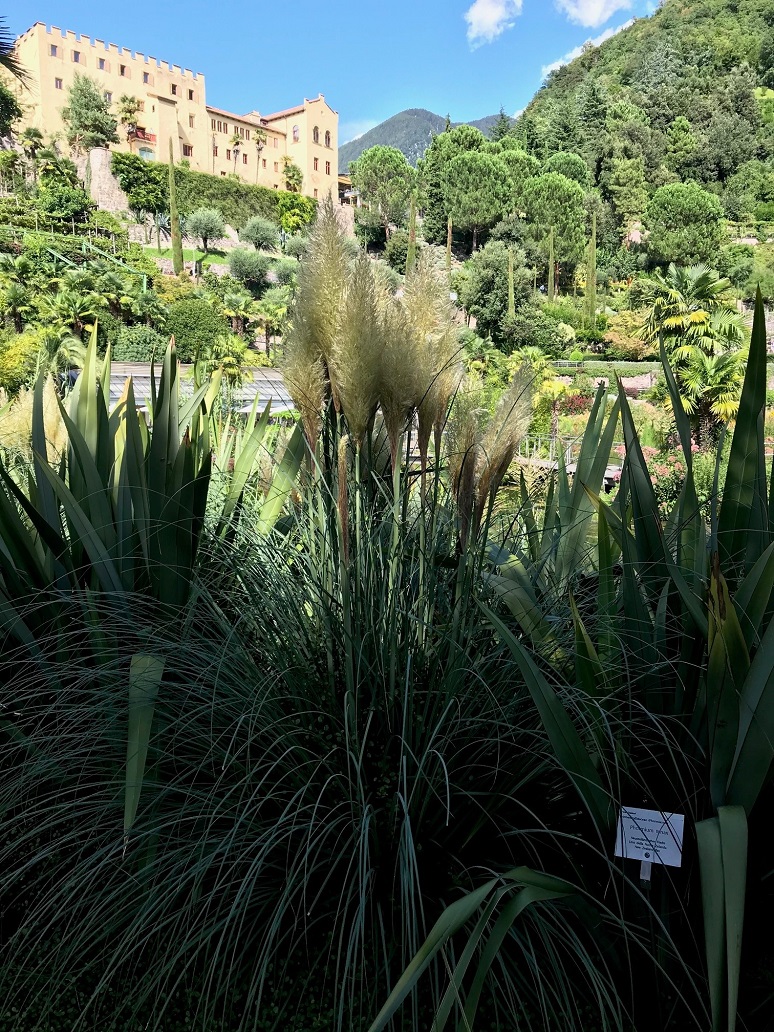 Cortaderia-sell-2 Pampasgras weiß, Cortaderia selloana