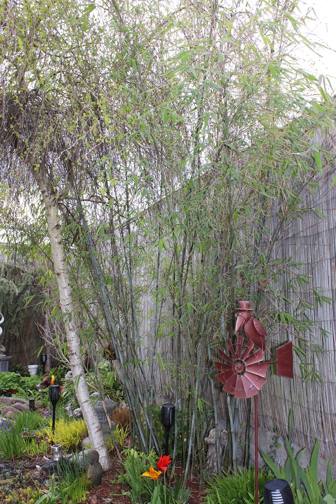 Fargesia macclurenana, Borinda macclureana KR6243