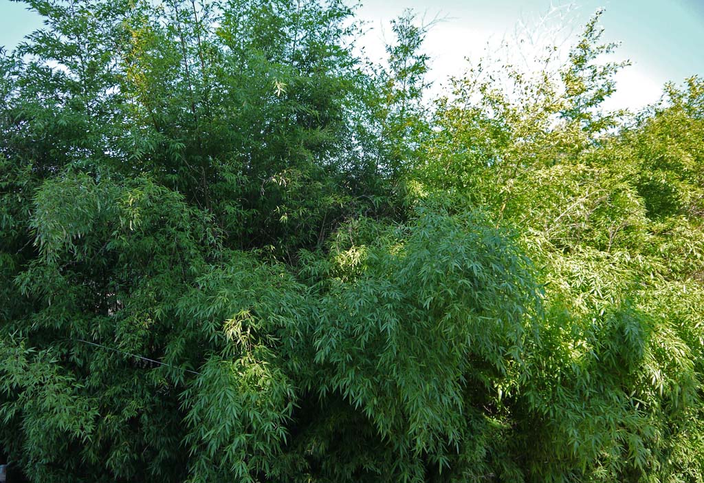 phyllostachys-nigra-hecke-2012-09-wieder-gruen04 Schwarzer Bambus, Phyllostachys nigra