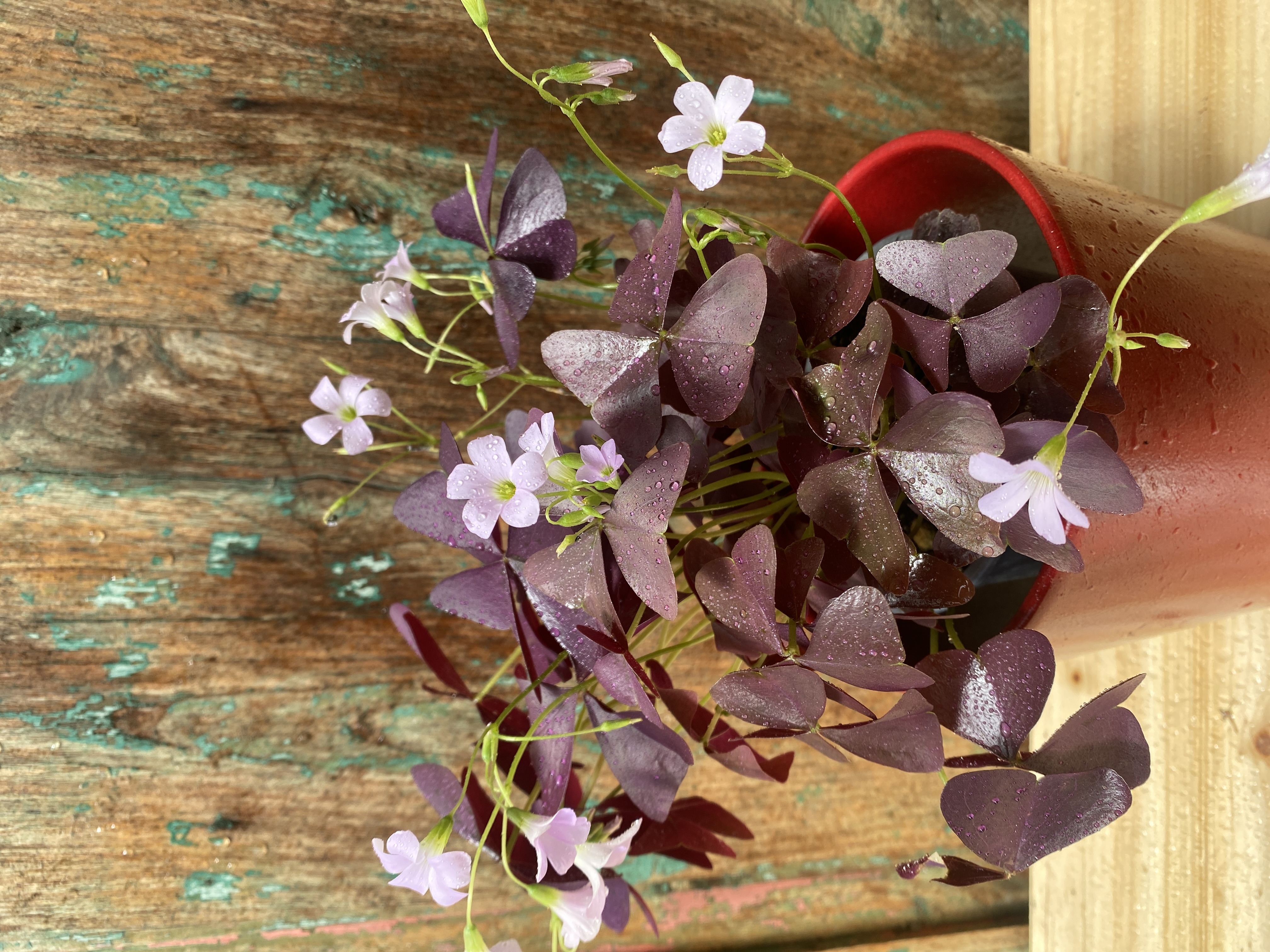 Roter Klee "Oxalis triangularis"