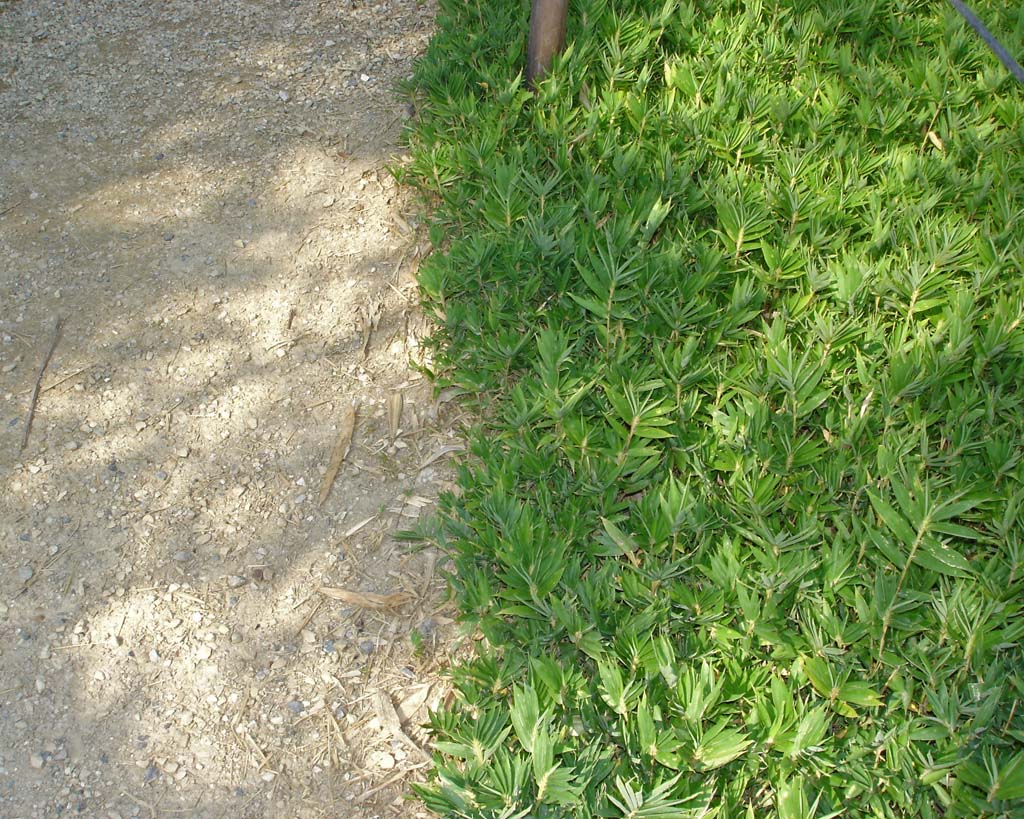 la-bambuserei-pleioblastus-pygmaeus-2005-0250e6c94d95e05 Zwergbambus Pleioblastus pygmaeus