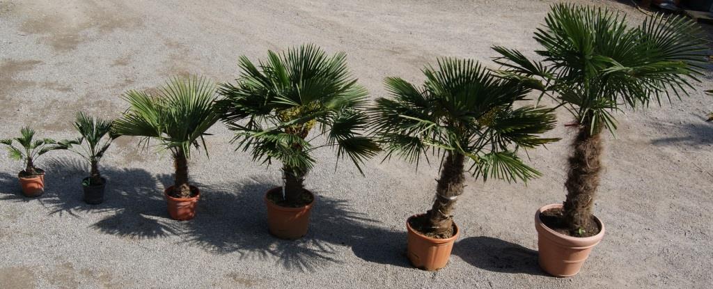 dsc00567 Winterharte Hanfpalme, Trachycarpus fortunei