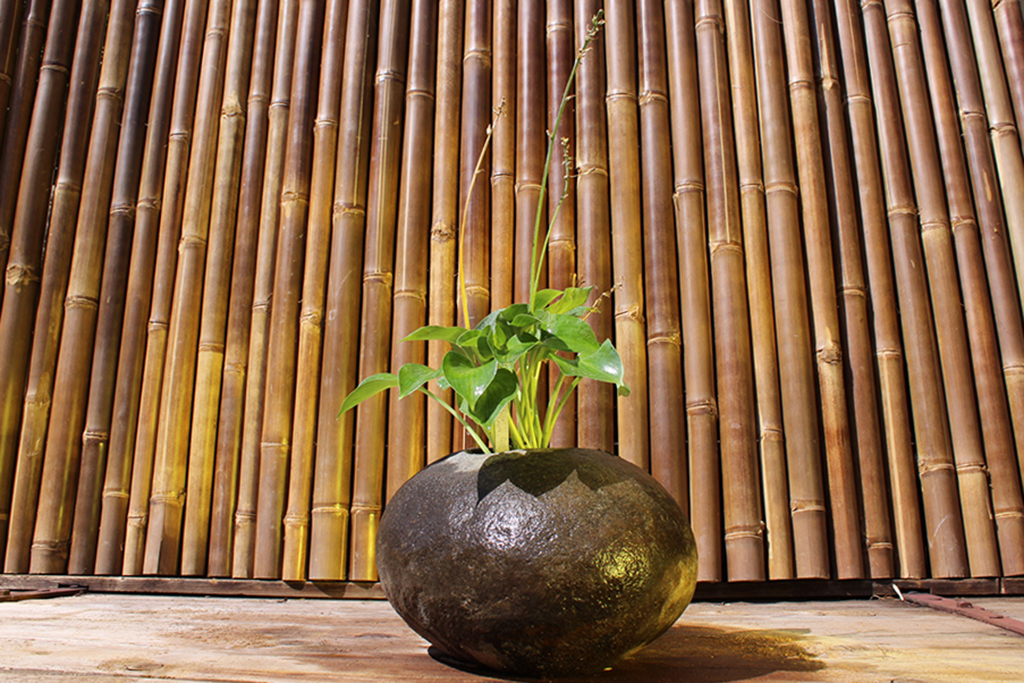 IMG_0029 Blaugrüne Zwergfunkie, Hosta tokudama Blue Cadet