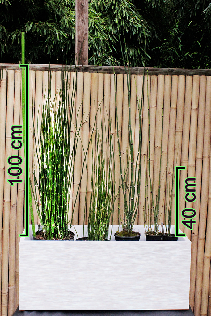 Schachtelhalm-mit-Massgfhd6e4qyo9JS Riesenschachtelhalm, Equisetum hyemale var. robustum