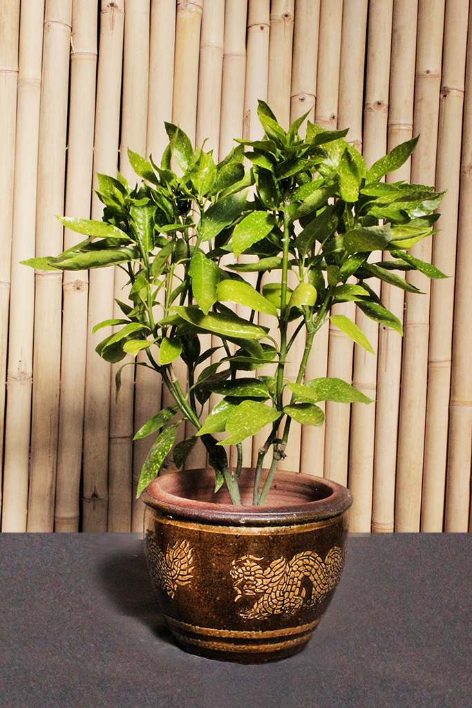 Aucuba-japonica3tcCzT8IRaUX9Q Japanische Aukube - Aucuba japonica