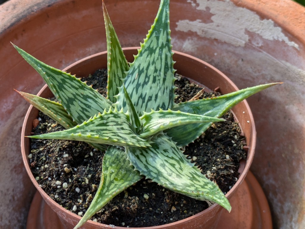 Marmorierte Aloe, Aloe somaliensis