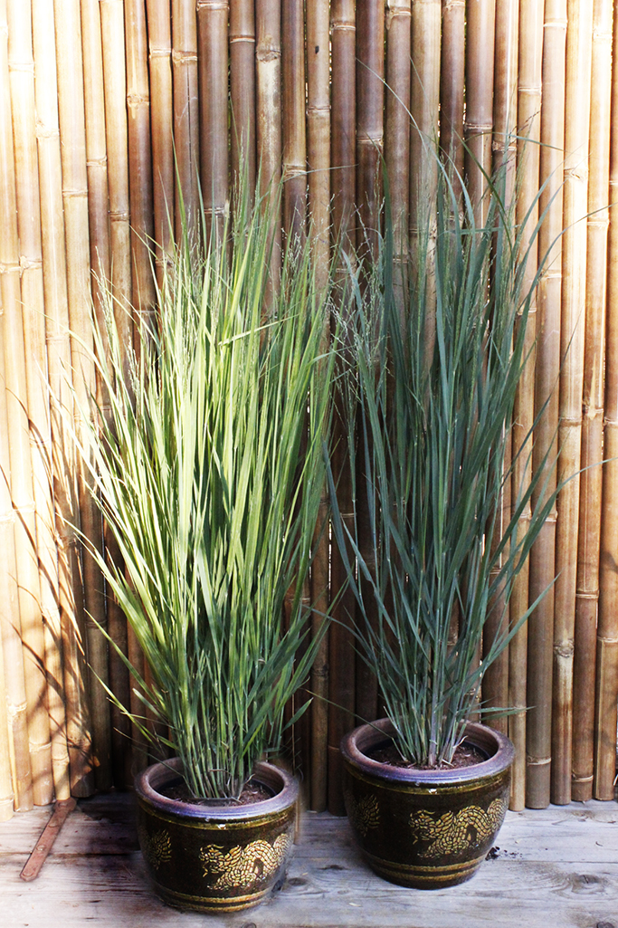 panicum-nordwind-4 Riesen Rutenhirse, Panicum virgatum Nordwind