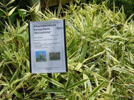 hibanobambusa-tranquillans-shiroshima-n3 Buntblättriger Hibanobambusa tranquillans Shiroshima