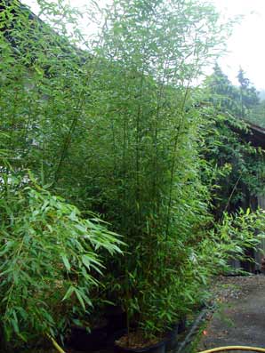 07-phyllostachys-bissetii Grüner Bambus, Phyllostachys bissetii