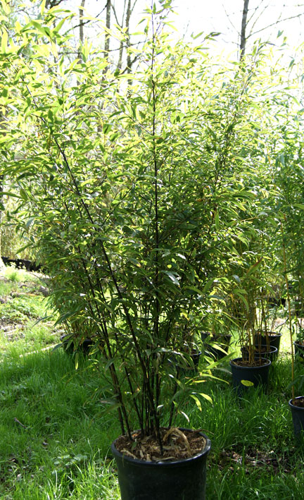 phyllostachys-nigra-bambuswald-1 Schwarzer Bambus, Phyllostachys nigra