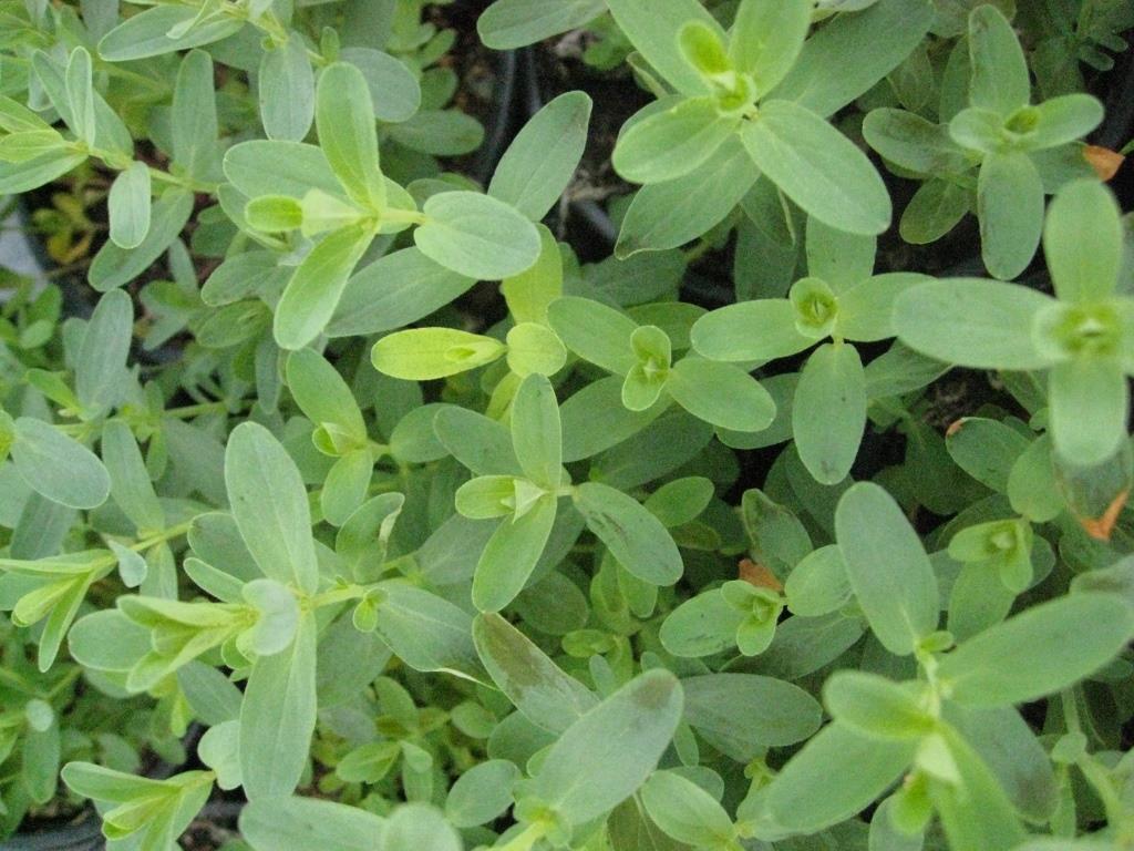 img_1105 Johanniskraut, Hypericum perforatum