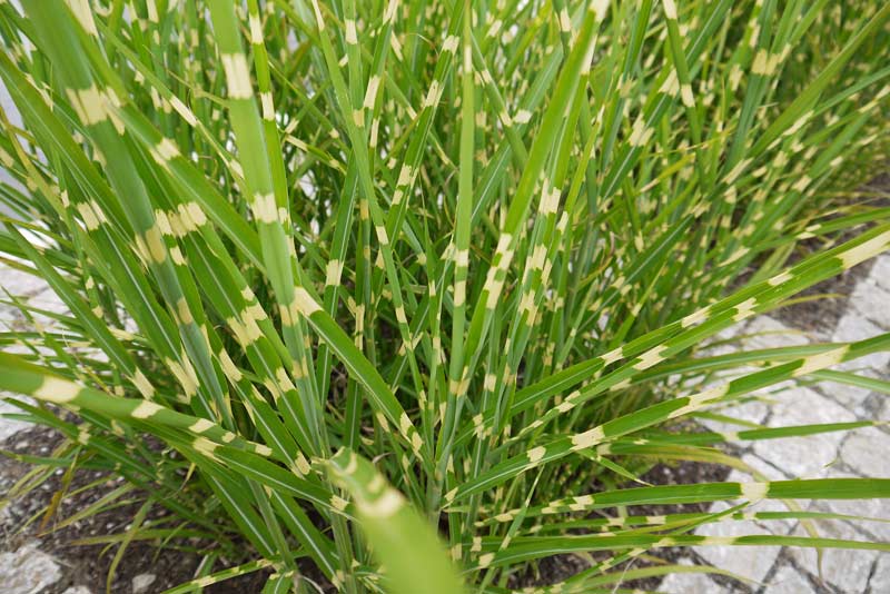 Zebra-Chinaschilf, Miscanthus sinensis Zebrinus