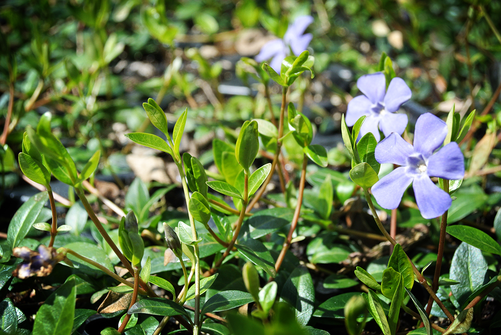 Vinca-minor-blau Kleines Immergrün, Vinca minor
