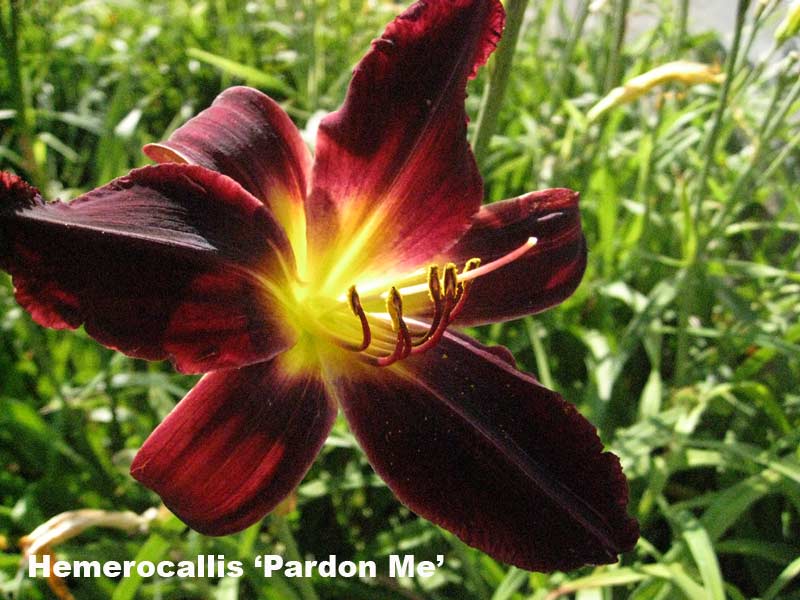 hemerocallis-taglilien-pardon-me-3l-9-90 Taglilie, Hemerocallis in Sorten