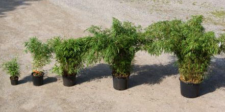 fargesia-rufa-groessenunterschiede Universaler Gartenbambus Fargesia rufa