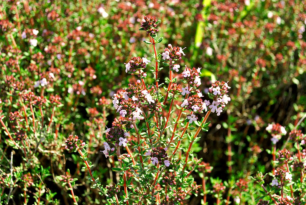 thymus-vulgaris-compactus Zwergthymian, Thymus vulgaris Compactus