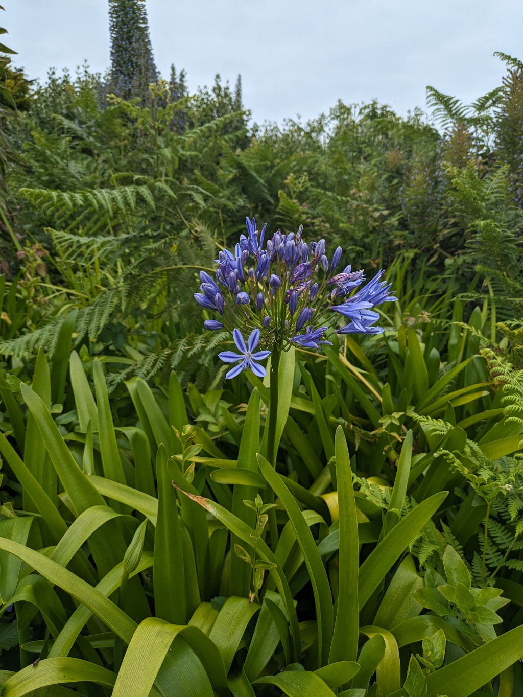 AgapanthuscaENMkrokdaRP Agapanthus africanus i.S., Schmucklilie