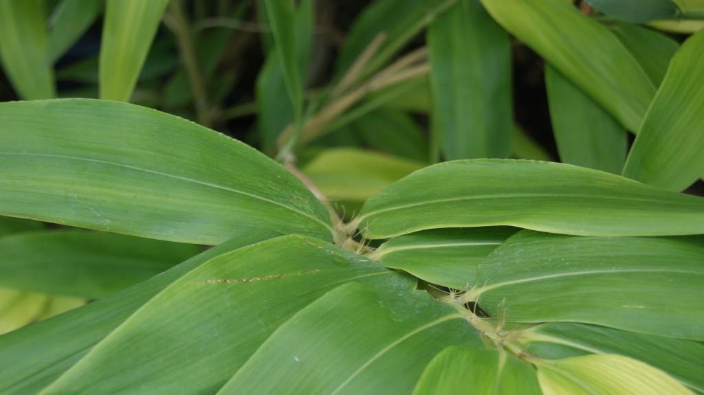 hibanobambusa-tranquilansa Großblättriger Bambus Hibanobambusa tranquillans