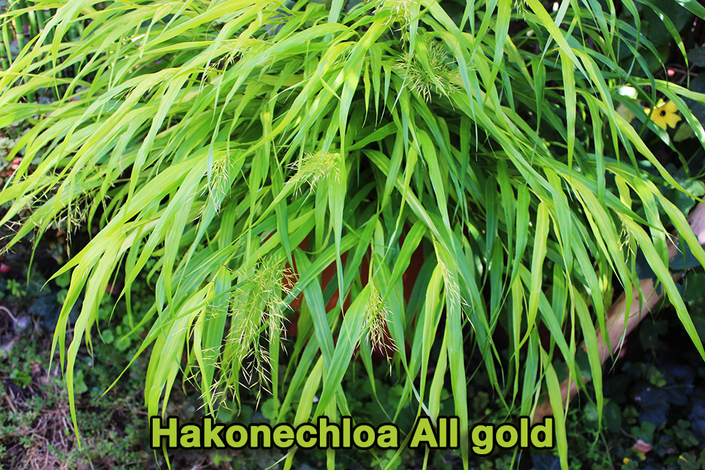 hakonechloa-all-gold3 Japangras, Hakonechloa macra in Sorten
