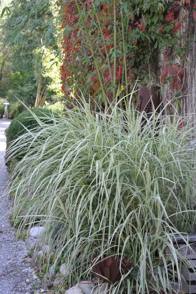 Miscanthus-variegataeypP05PbHHG5Z Weißbuntes Chinaschilf, Miscanthus sinensis Variegatus