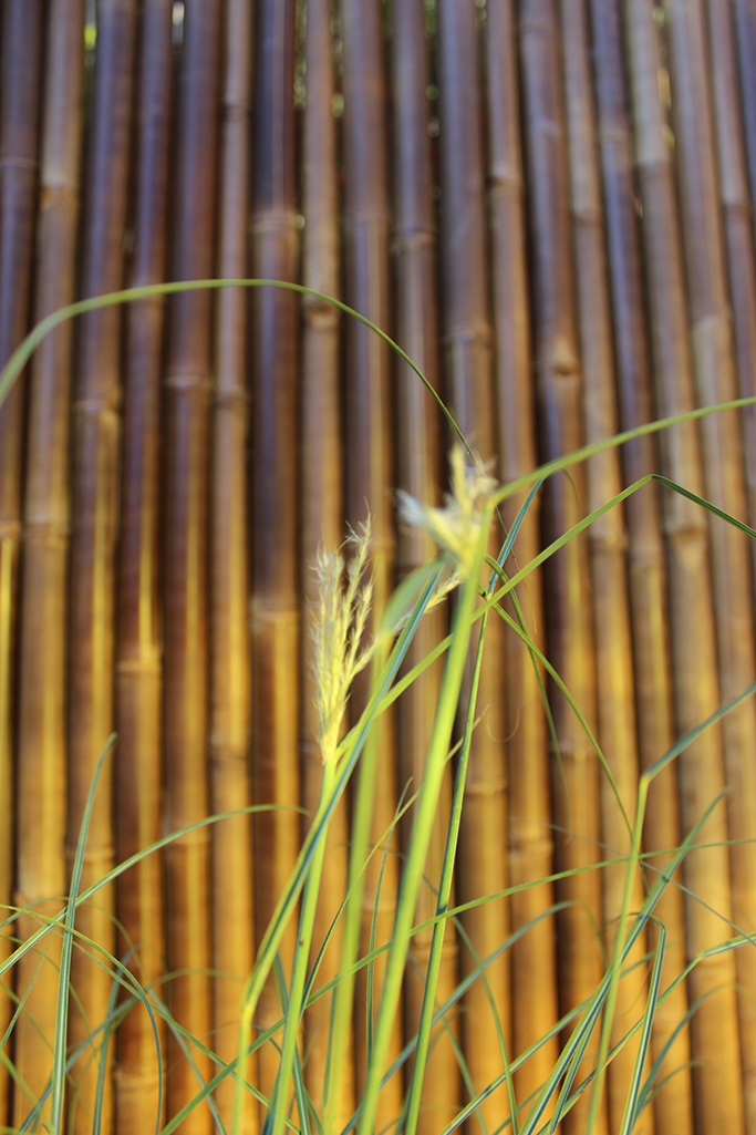 Halbhohes Chinaschilf - Miscanthus yakushima dwarf