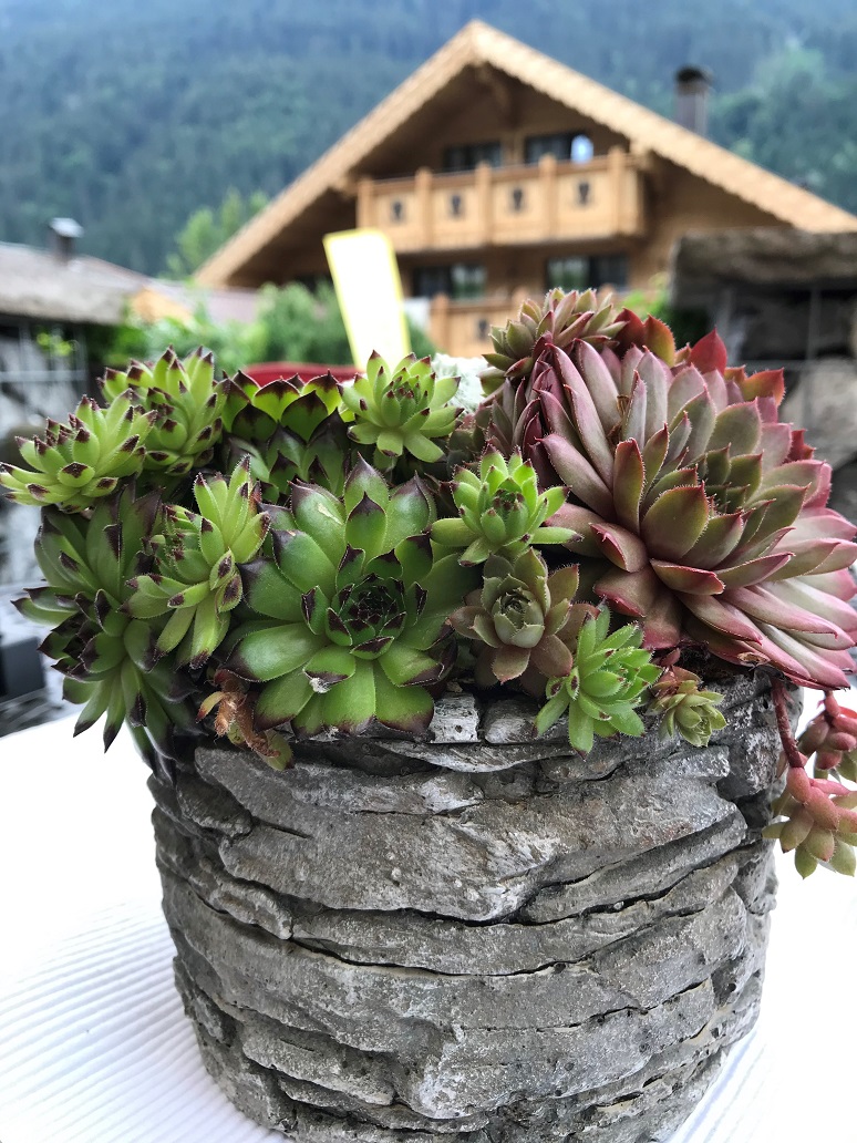 Sempervivum-tect-2 Dachwurz, Sempervivum in Sorten