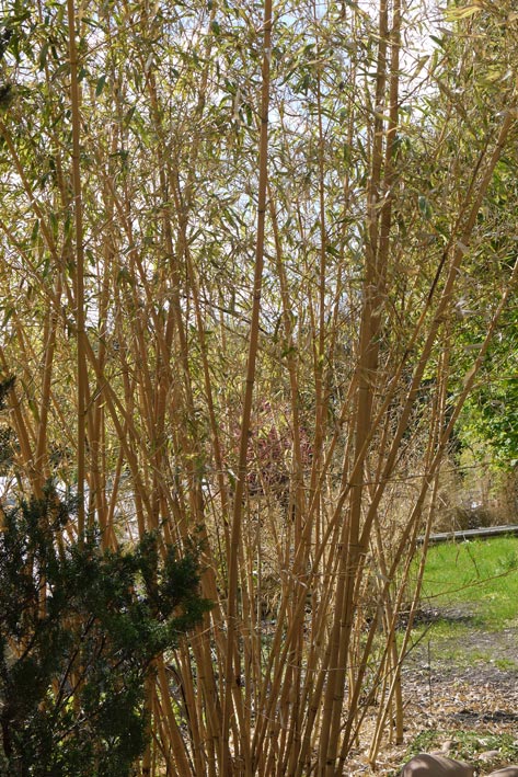 bambus-treibt-wieder-bambuswald02