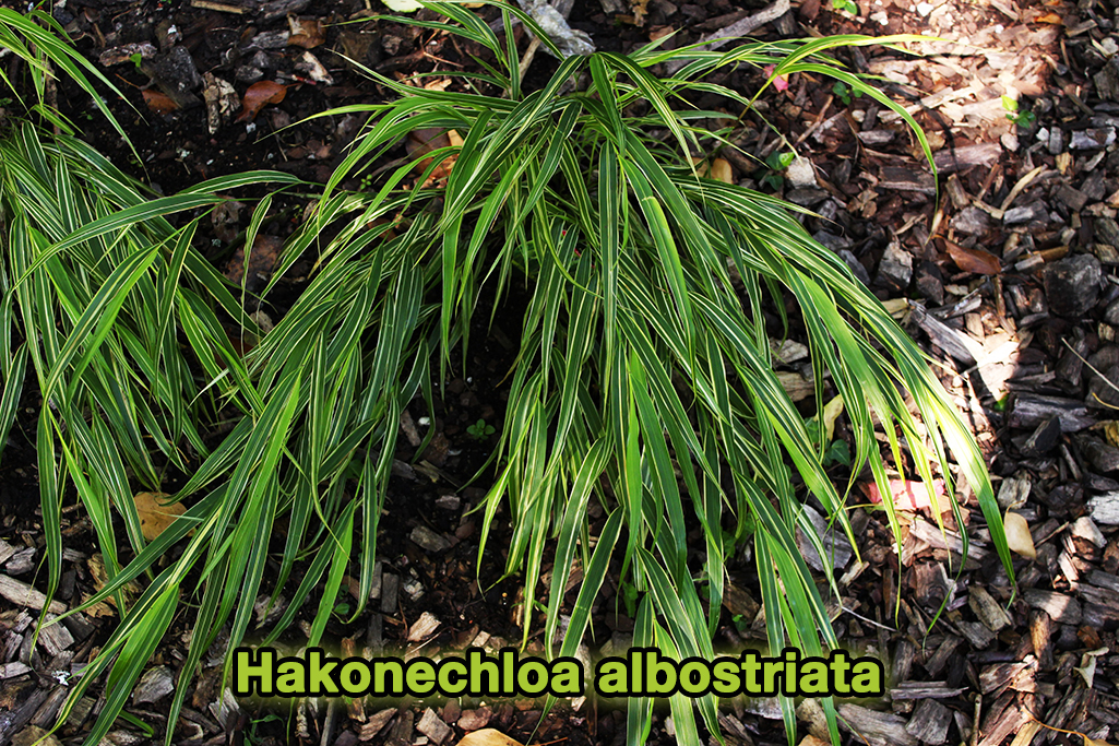 hakonecloa-albostriata1 Japangras, Hakonechloa macra in Sorten