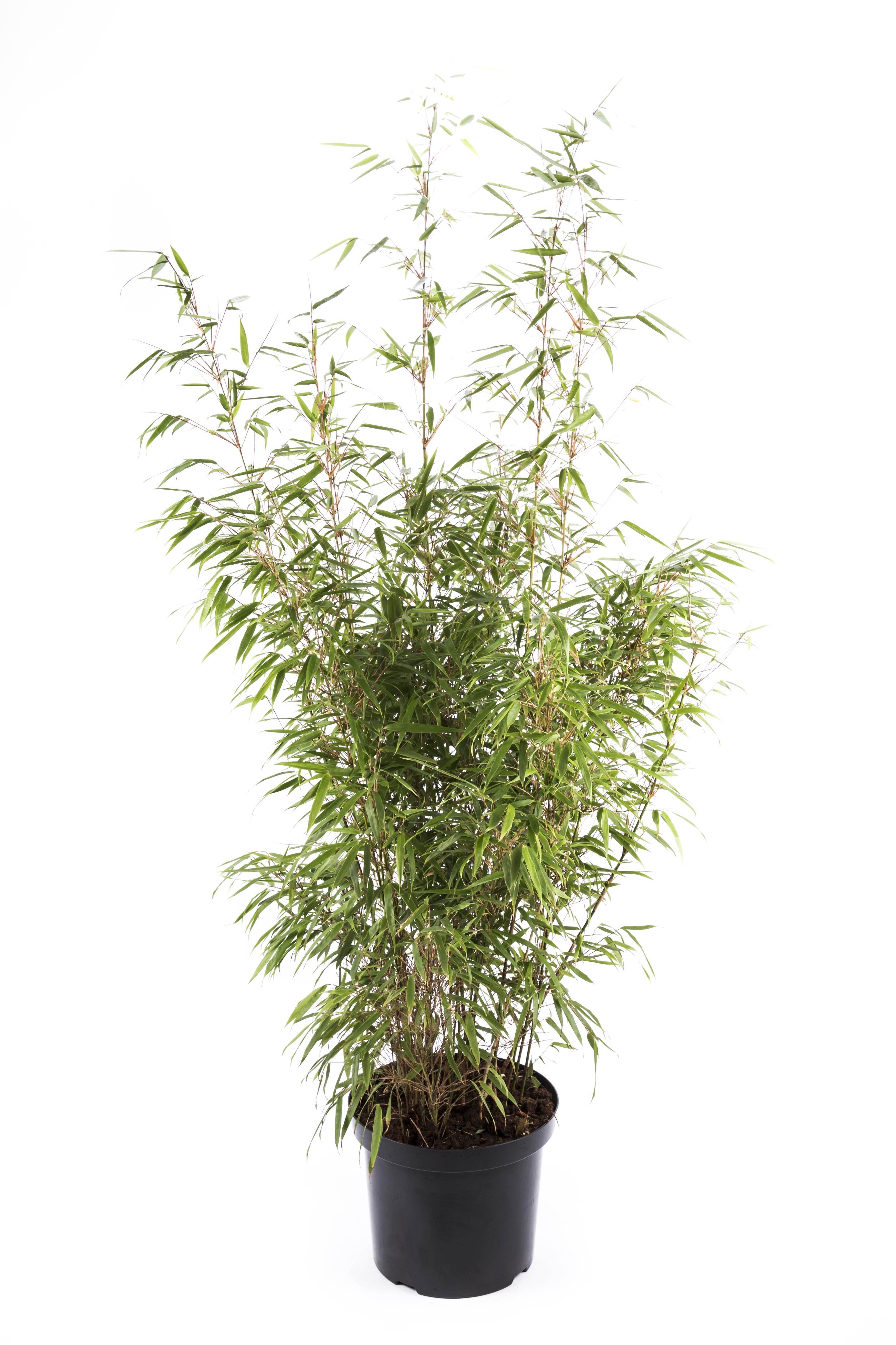 Rufa Universaler Gartenbambus Fargesia rufa