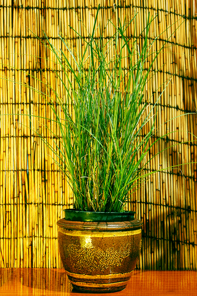 Gartenchinaschilf, Miscanthus sinensis Kleine Silberspinne
