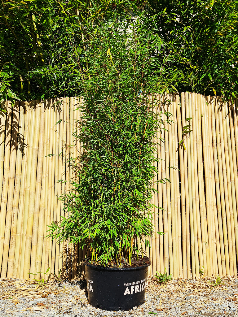 Dogon-Dreams1 Fargesia Dogon Dreams